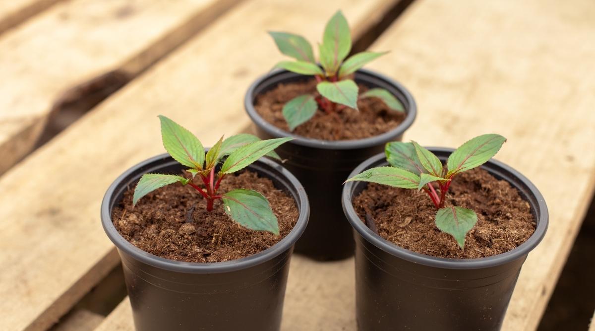 Plántulas jóvenes listas para ser plantadas en un jardín