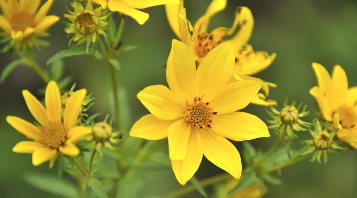 grandes flores amarillas con pétalos puntiagudos