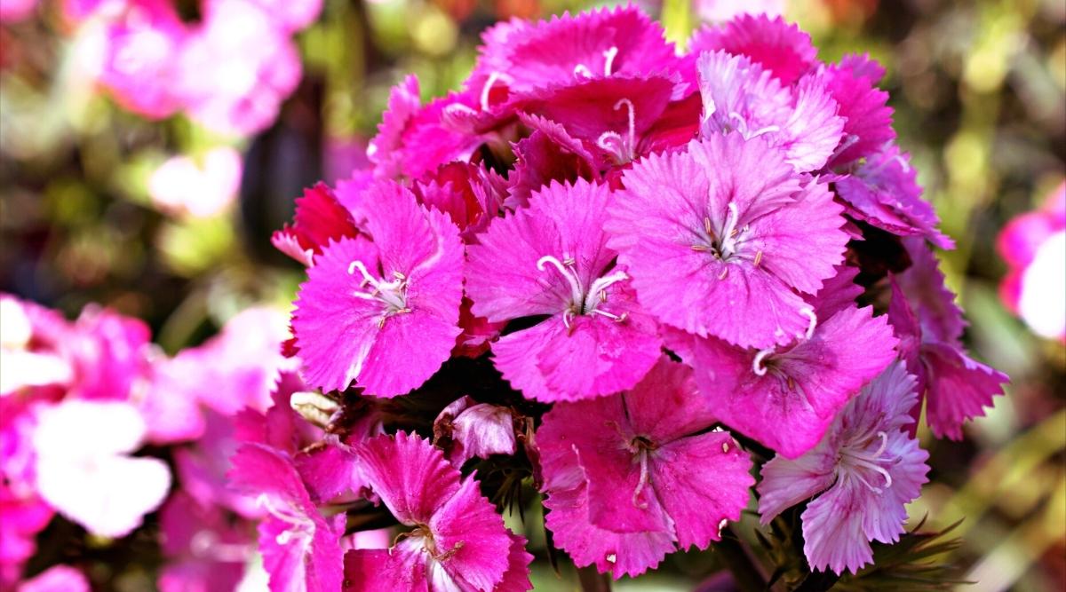 flores rosadas con pétalos planos y bordes dentados