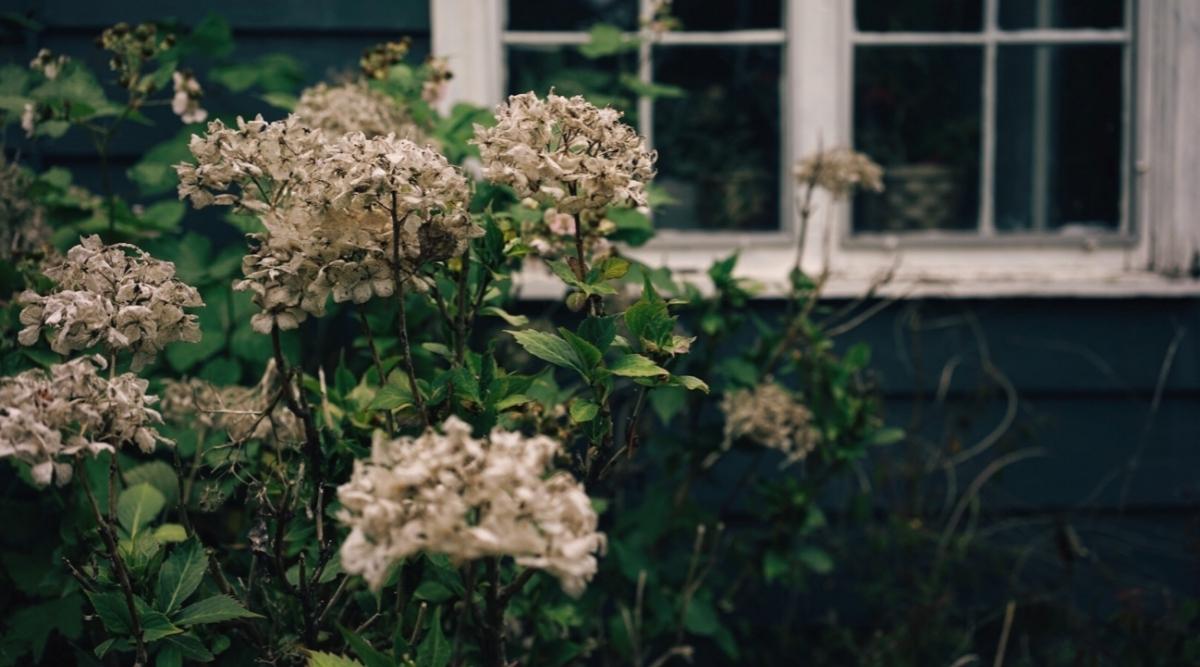 Arbusto de hortensia muerto