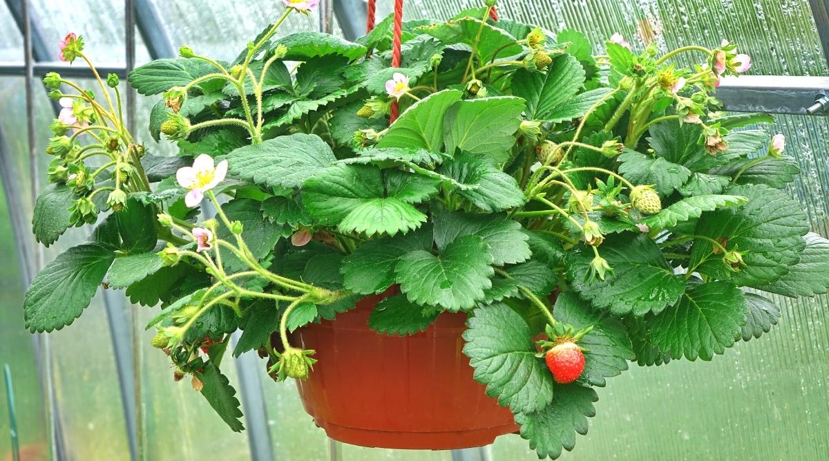 Fertilizante para planta de fresa en maceta
