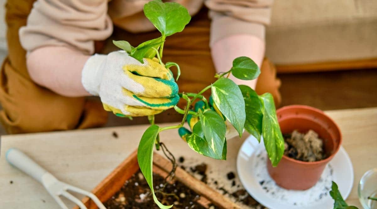 Jardinero plantando un Pothos en maceta nueva