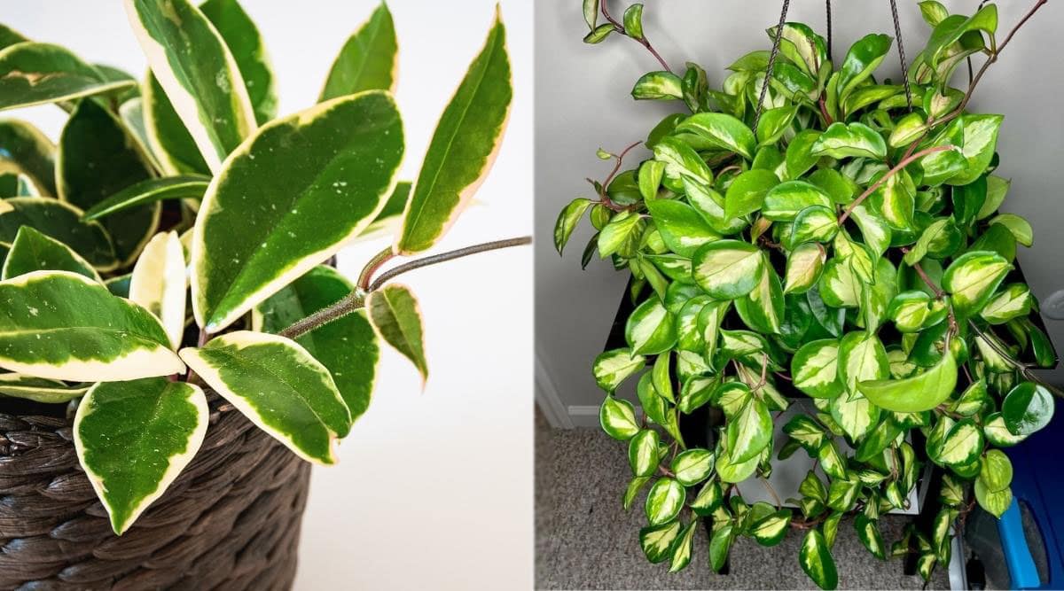Happy Hoya Plants Growing Indoors