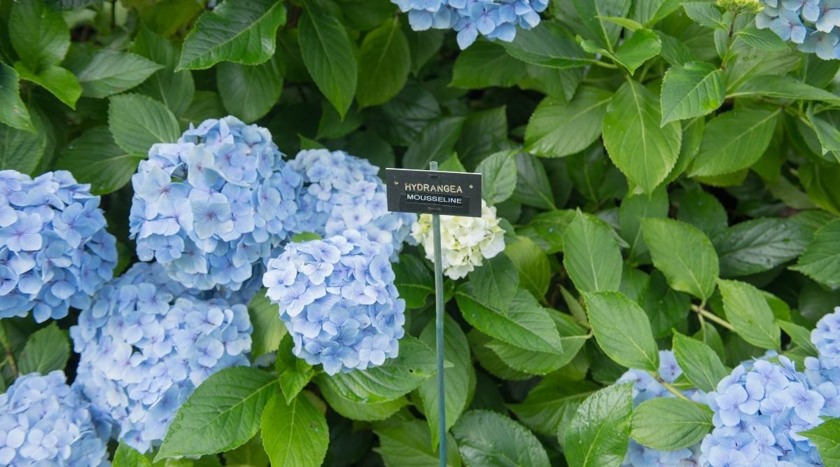 Etiqueta de identificación para hortensias azules con flores de verano