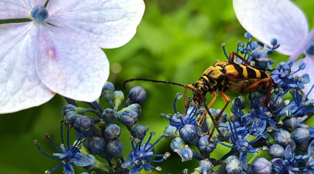 Escarabajo japonés arrastrándose sobre flores azules