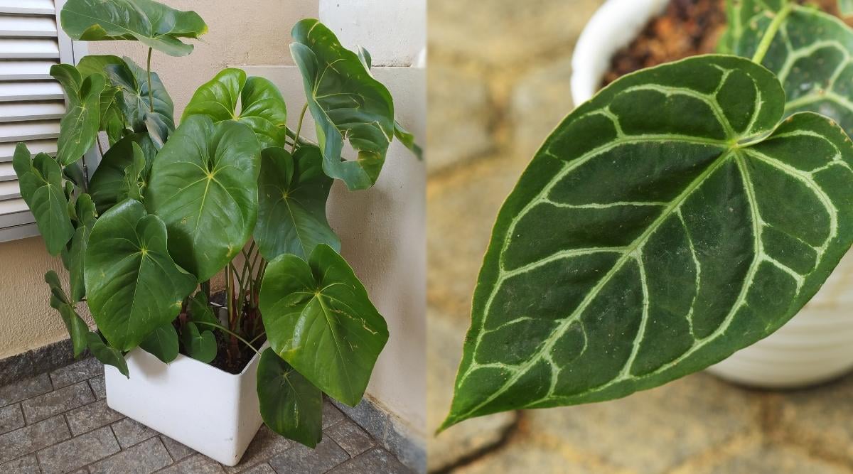Dos tipos diferentes de hojas verdes en las plantas