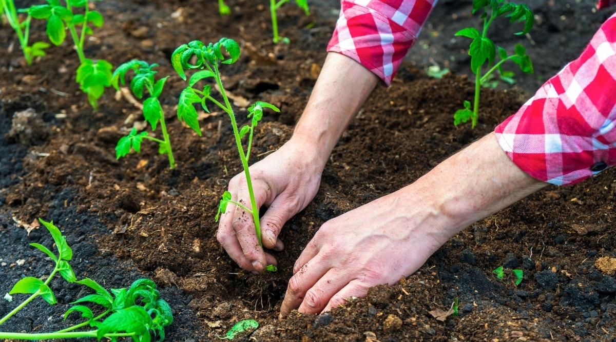 Plantación de plántulas de tomate contra suelo fertilizado por mantillo
