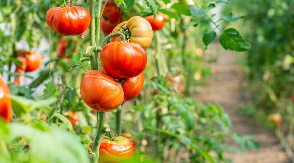 Los tomates orgánicos maduros crecen a pleno sol