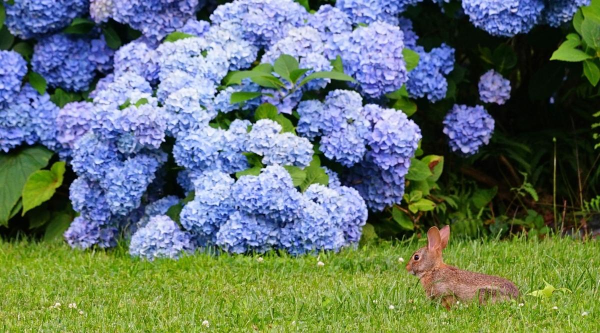Conejito salvaje en el jardín cerca de las flores de hortensia