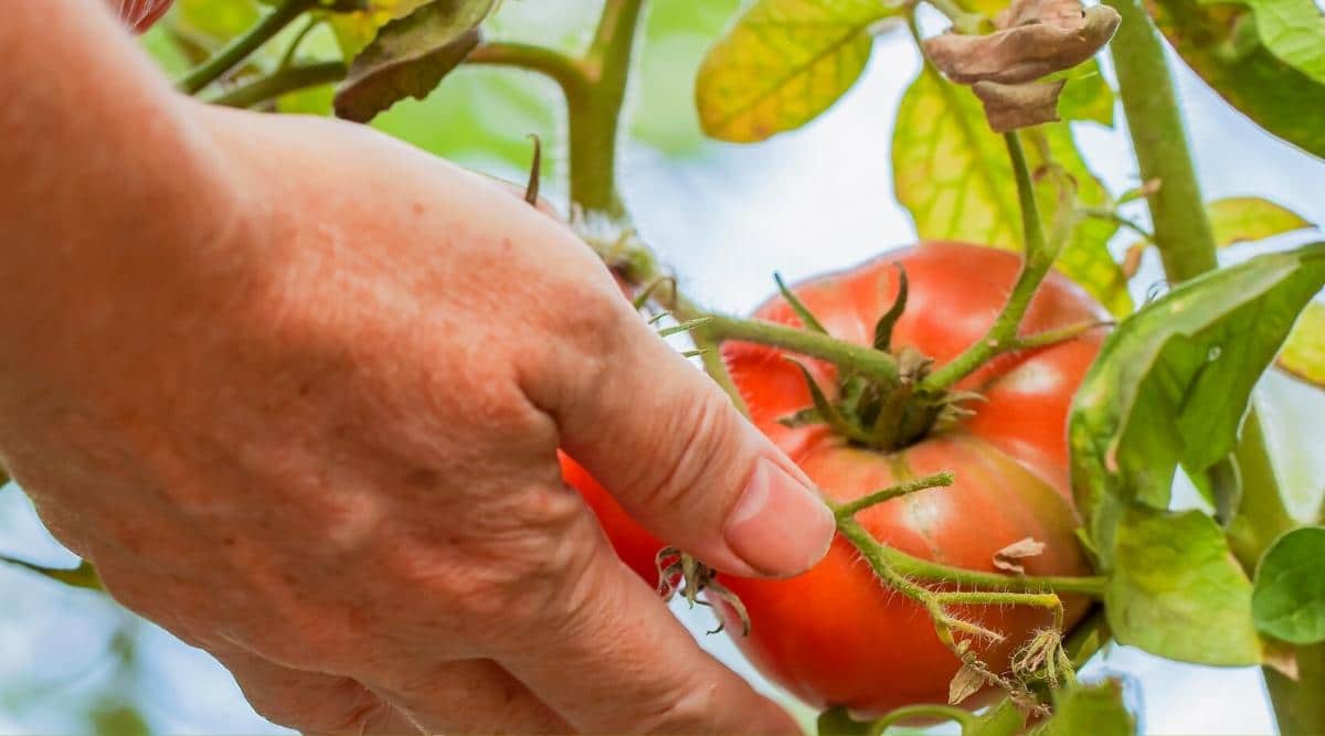 Mujer cosechando tomates