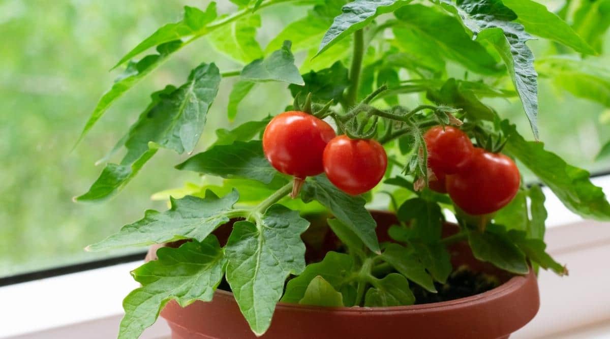 tomates cherry en un coll casero