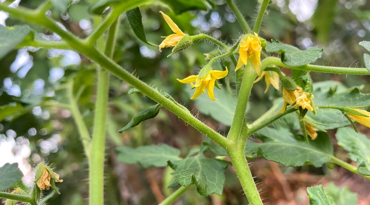 flores de tomate amarillo