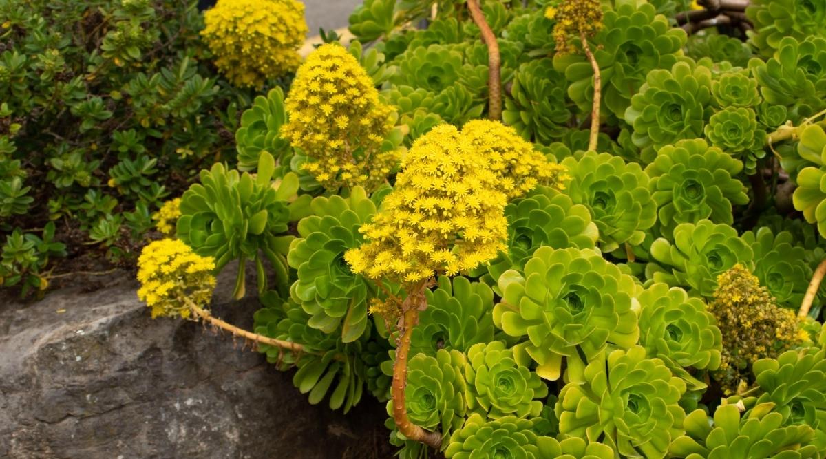 Aeonium con flores amarillas