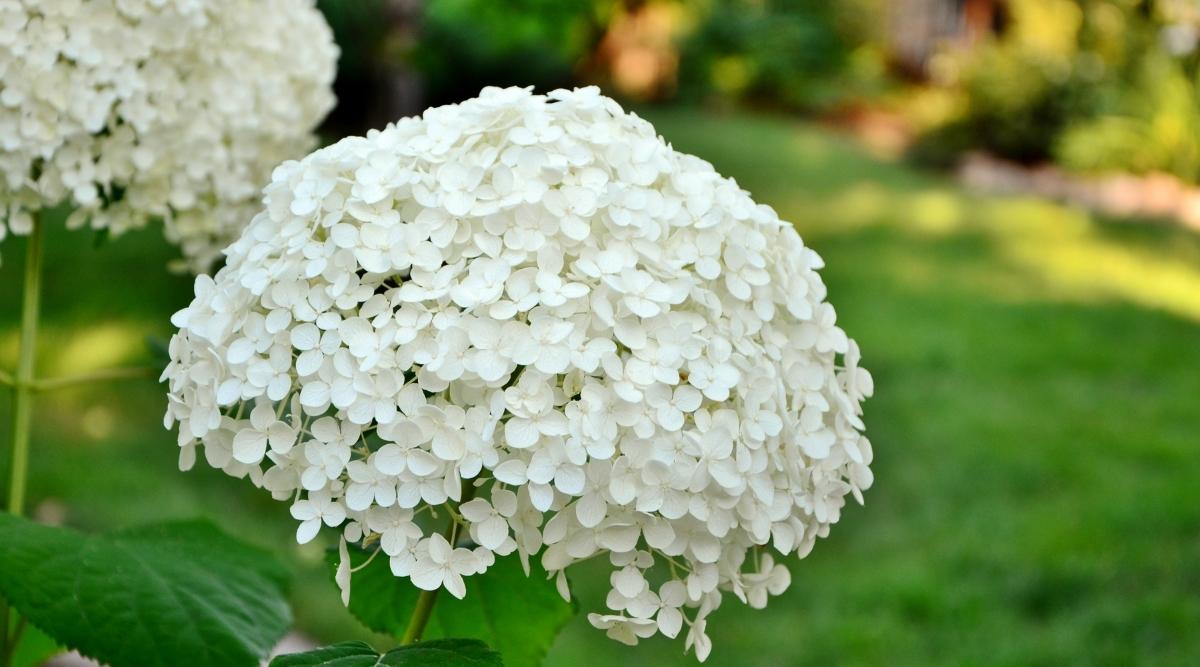 Variedad Annabelle Con Flores Blancas