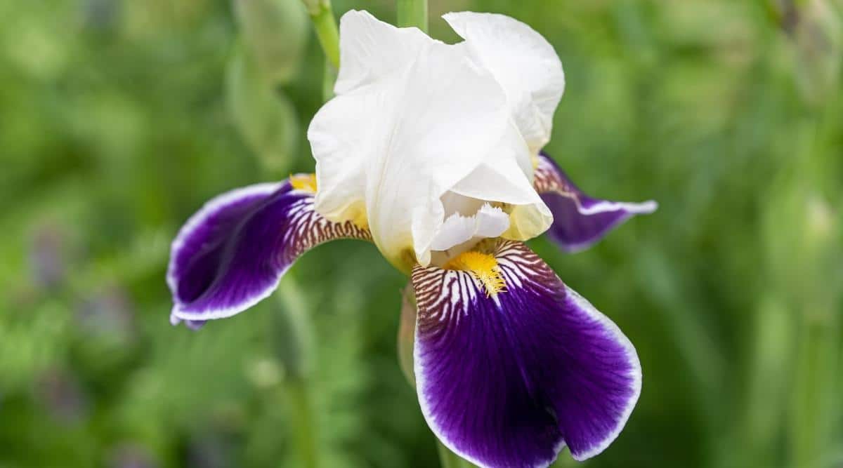 Flor de iris barbudo