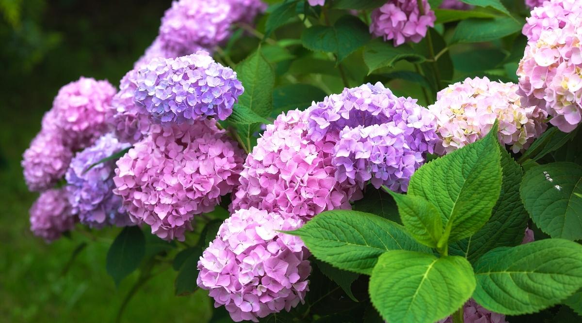 Arbusto de flores púrpura y rosa saludable