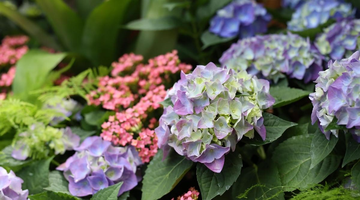 Cultivar Bloomstruck con flores de diferentes colores