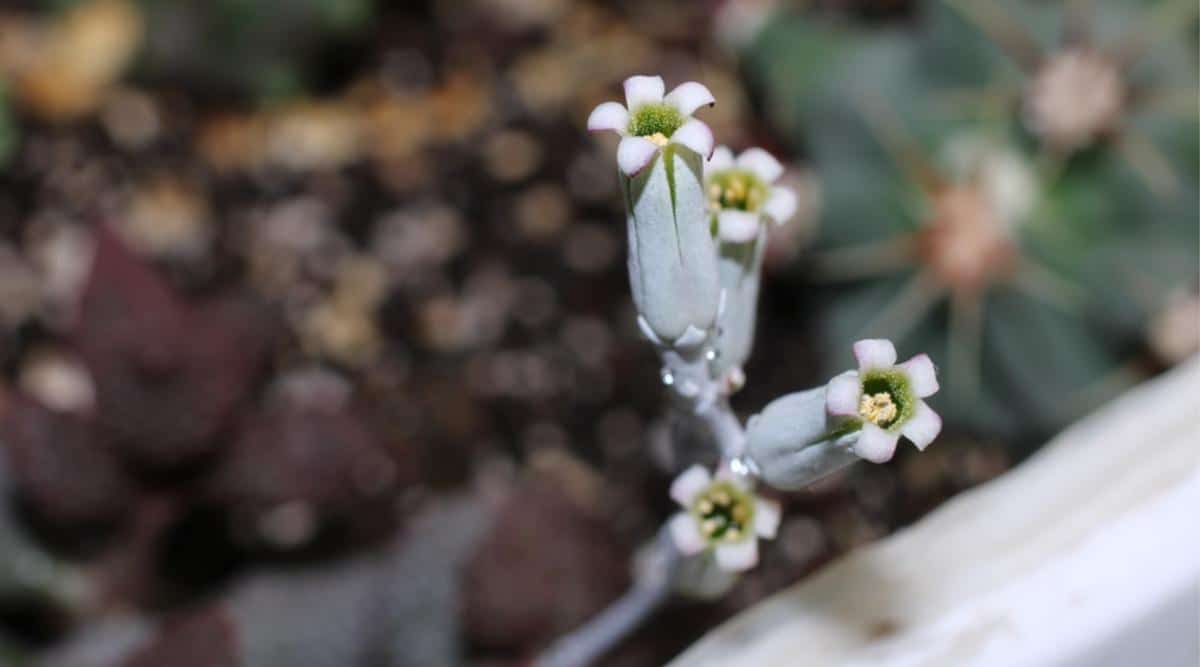 Planta de hoja arrugada con diminutas flores blancas