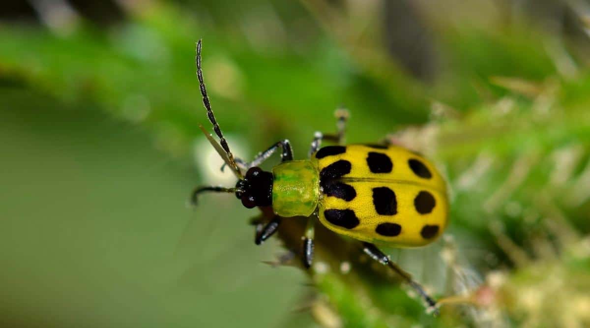 Un escarabajo en una planta de pepino