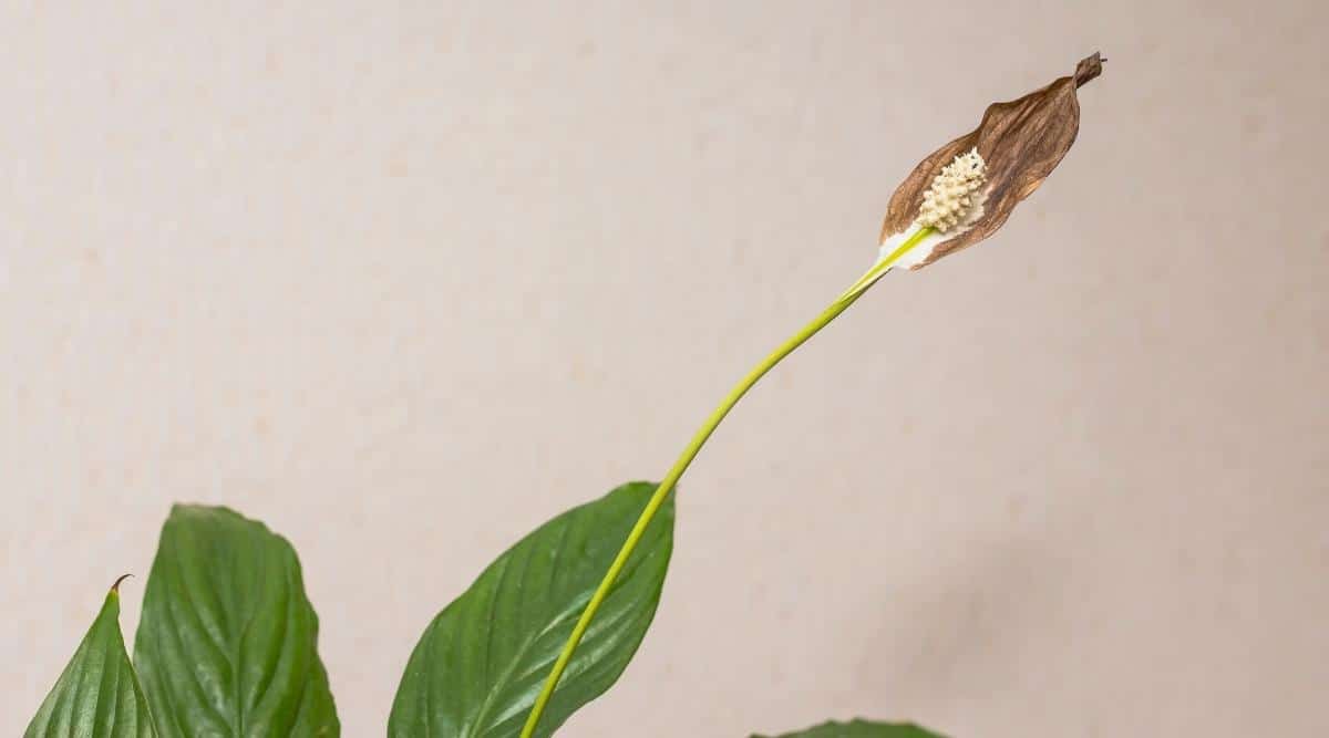 Flor marrón seca en planta de interior