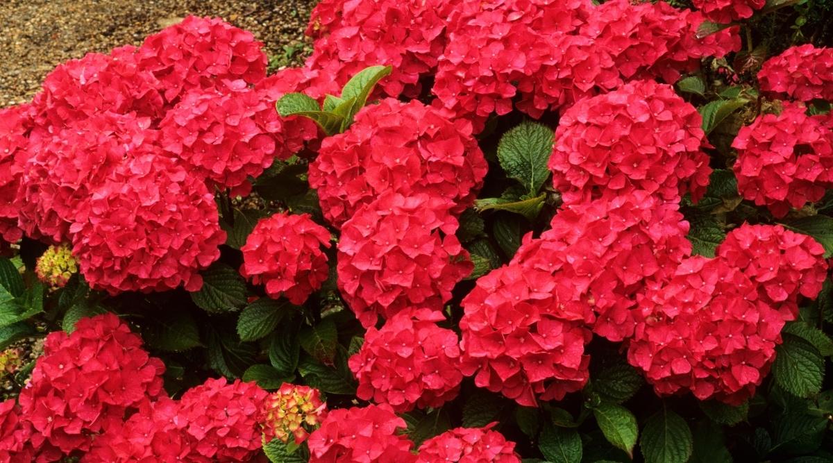 Cultivar Eldorado con flores rojas
