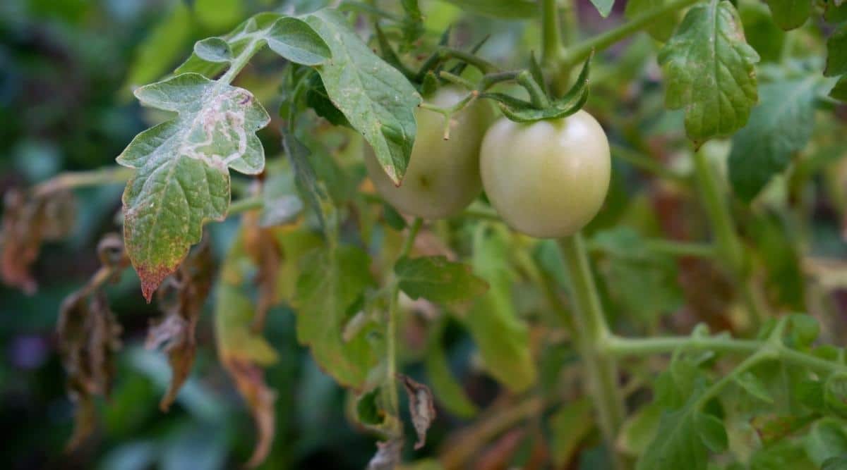 Planta de tomate con marchitez por fusarium