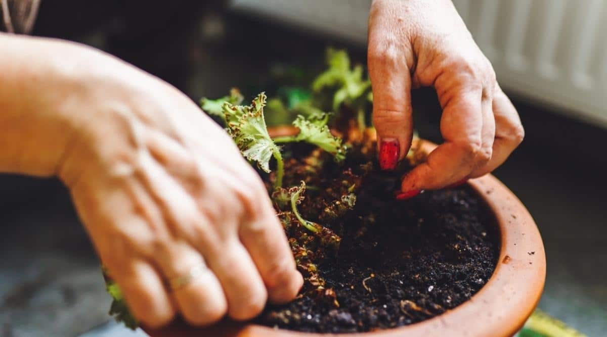 Jardinero plantando begonias
