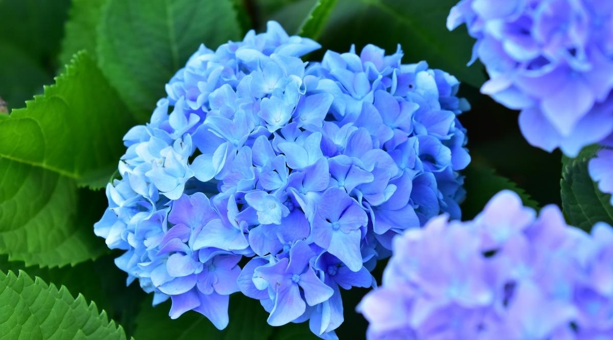 Hortensia azul gloria