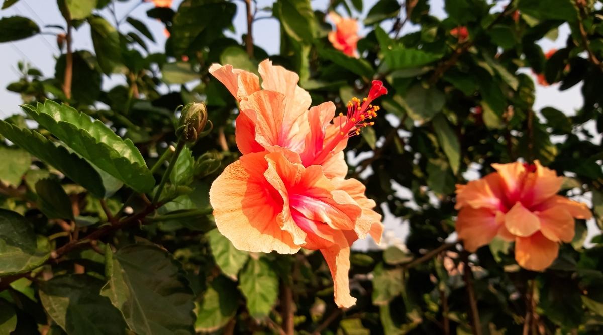 Hibiscus rosa-sinensis 'Imperio'