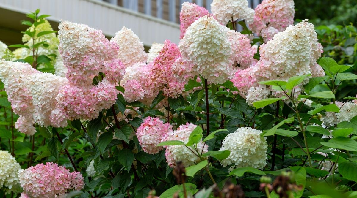 Flores blancas y rosadas de cerca