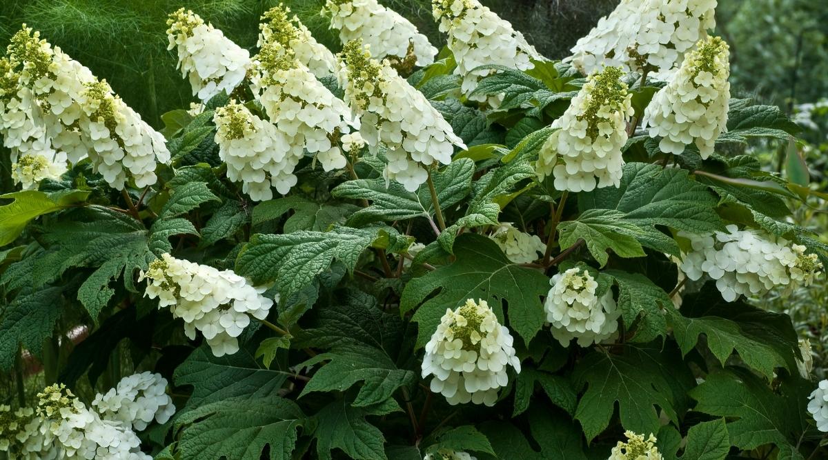 Flores blancas de la planta en primavera