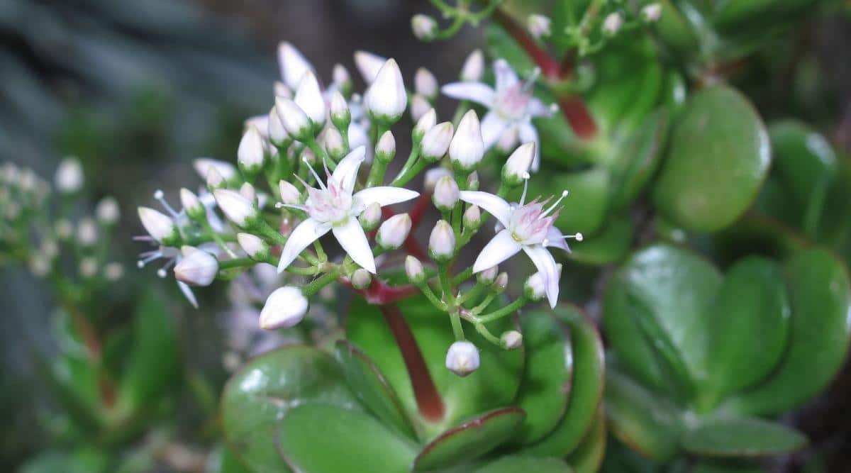 Planta de Jade con Flores Blancas