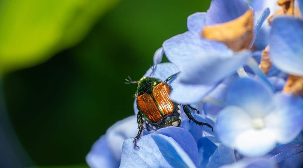 Escarabajo japonés en flores
