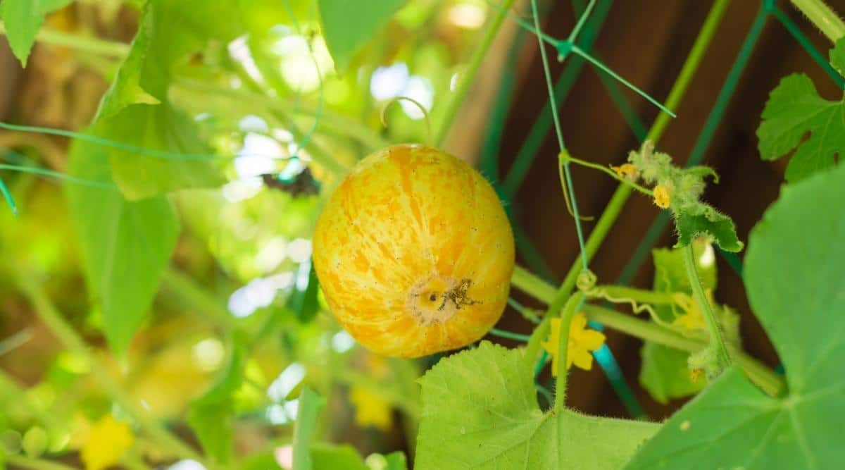 Pepino reliquia de limón