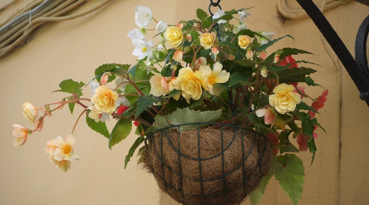 Begonia multicolor en una cesta colgante