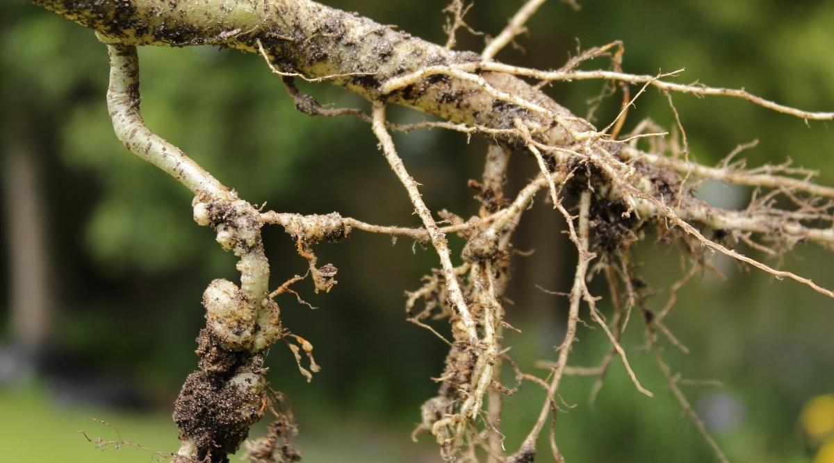 Nematodos que infestan las raíces de la planta