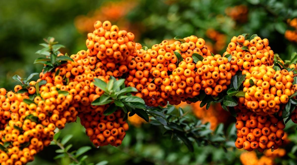 Pyracantha x 'Mohave'