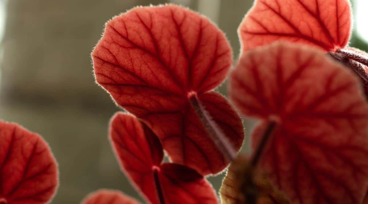 Ropa interior roja Begonia