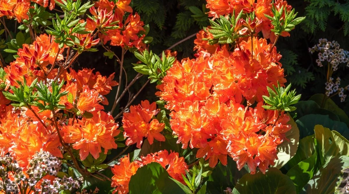 Rododendro 'Gibraltar'