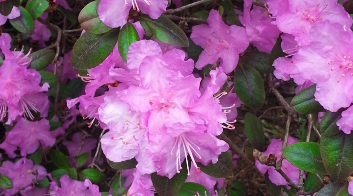 Rododendro 'PJM'