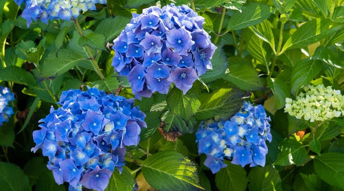 Arbustos Con Flores Azules