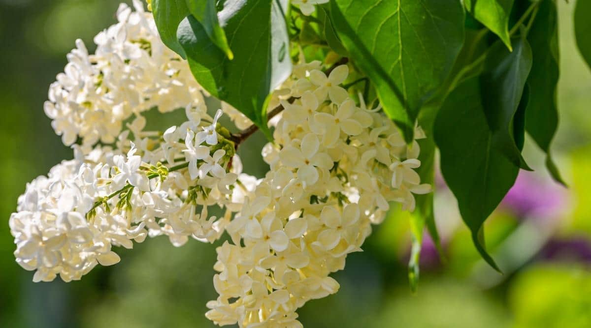 Primrose Variedad Flores blancas