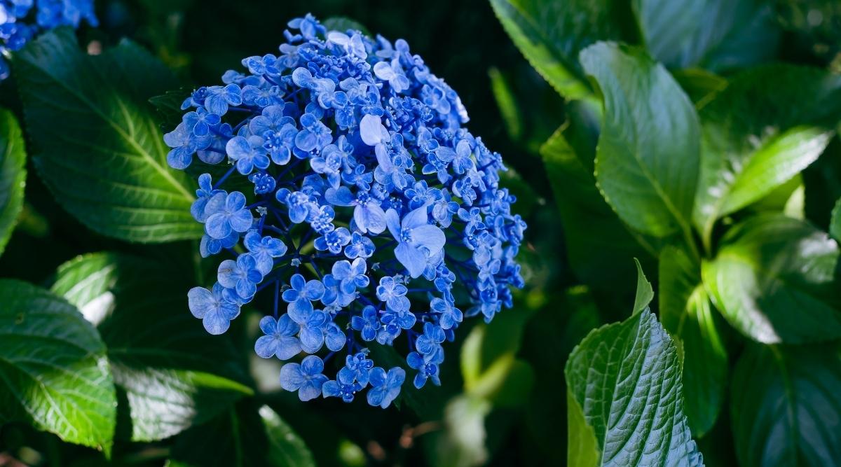 Planta Con Flores Azules A La Sombra