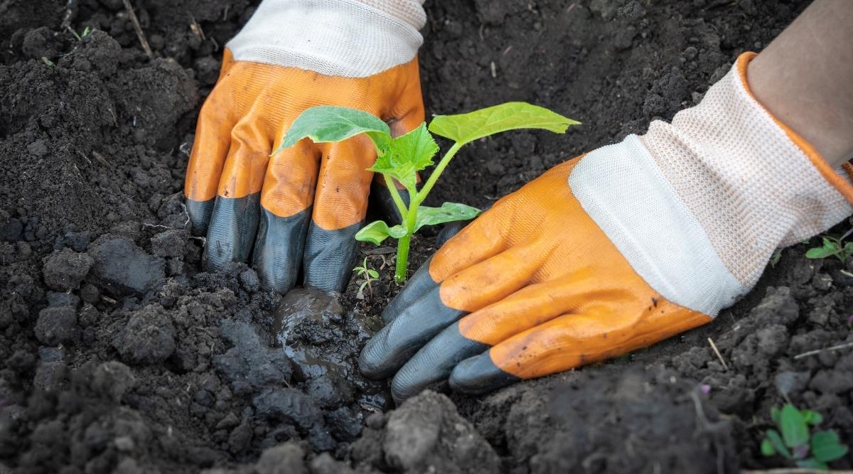 jardinero plantando plántulas de pepino