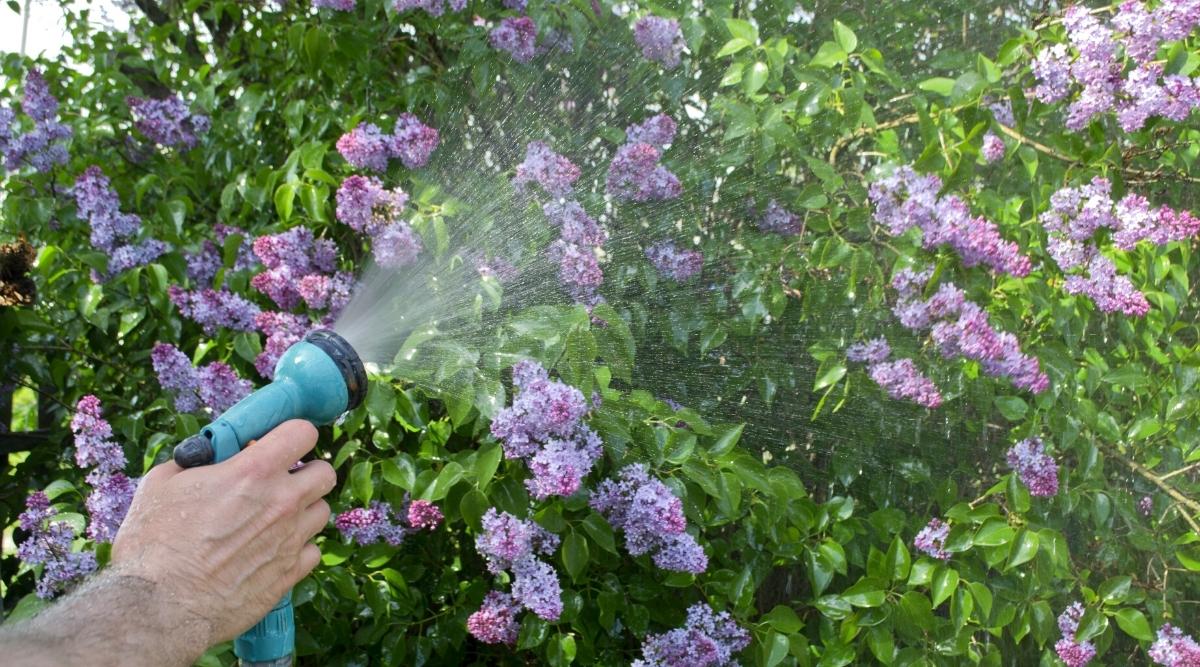 jardinero regando lilas