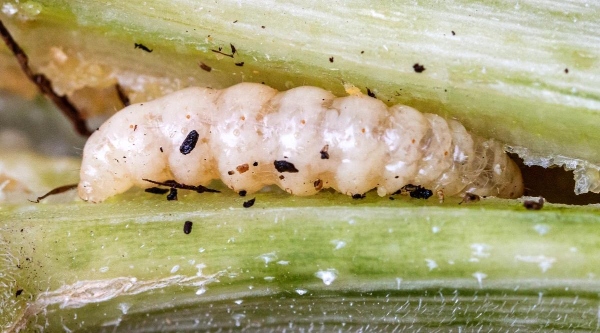   larvas de una plaga en calabaza