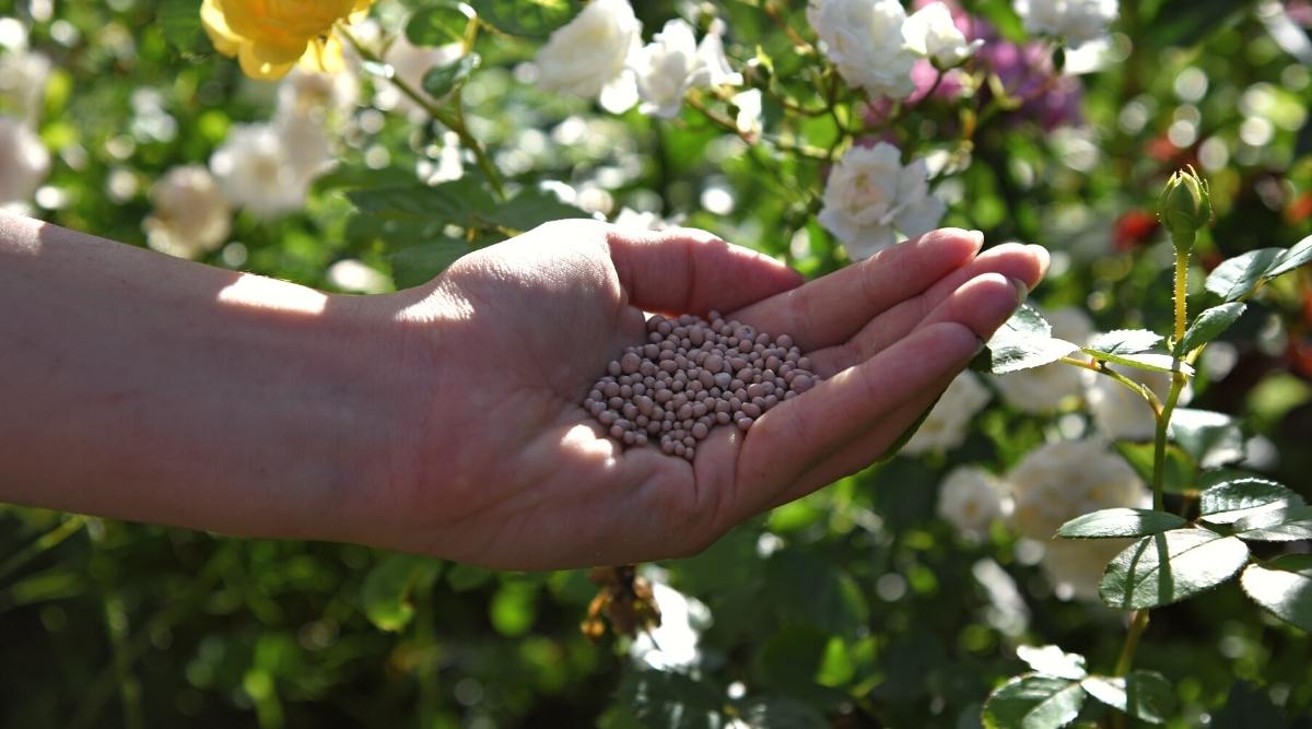 Jardinero con fertilizantes minerales