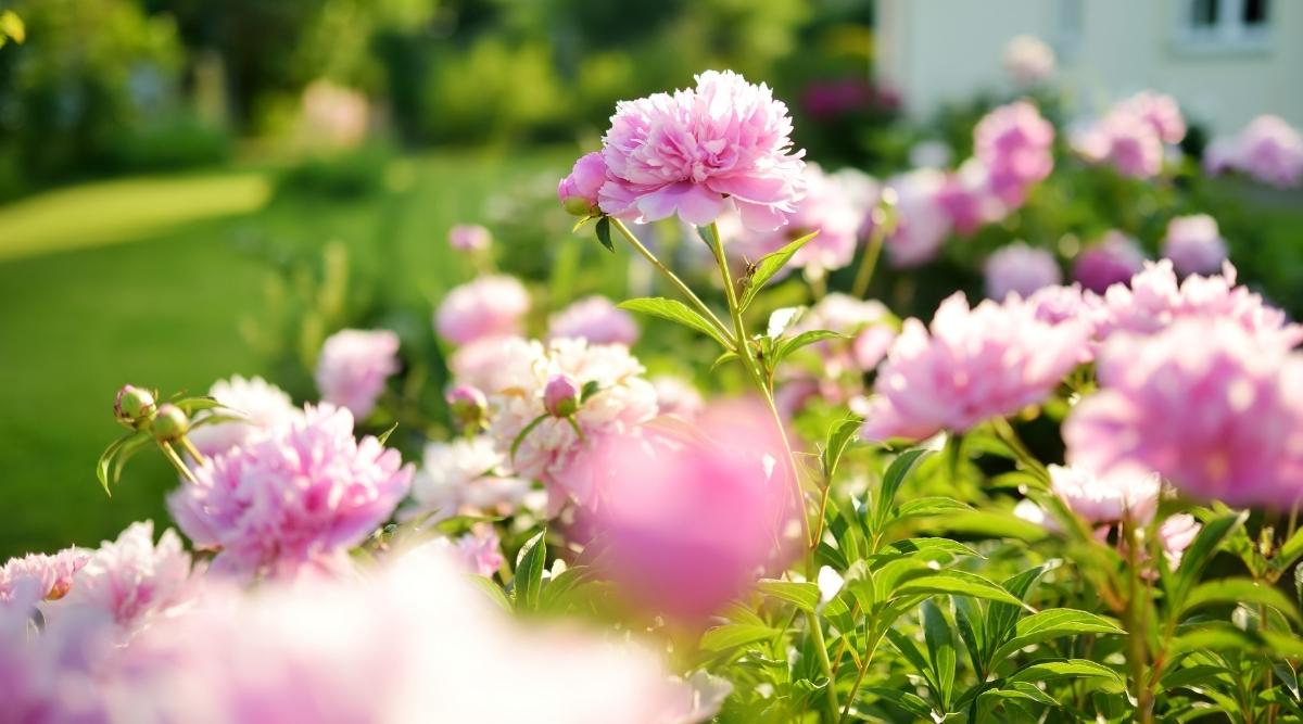 flor de peonía rosa que florece bajo el sol