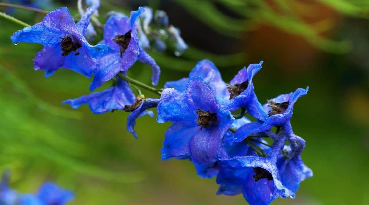 gotas de agua sobre las flores azules delphinium