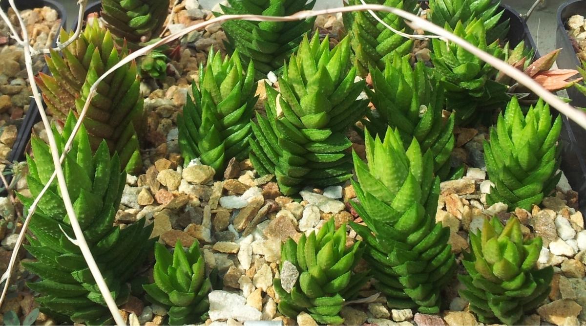 Raras suculentas de Astroworthia bicarinata que crecen en un jardín de rocas